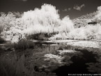 Monets Garden, Giverny France #YNG-510.  Infrared Photograph,  Stretched and Gallery Wrapped, Limited Edition Archival Print on Canvas:  56 x 40 inches, $1590.  Custom Proportions and Sizes are Available.  For more information or to order please visit our ABOUT page or call us at 561-691-1110.