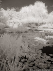 Monets Garden, Giverny France #YNG-511.  Infrared Photograph,  Stretched and Gallery Wrapped, Limited Edition Archival Print on Canvas:  40 x 56 inches, $1590.  Custom Proportions and Sizes are Available.  For more information or to order please visit our ABOUT page or call us at 561-691-1110.