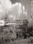 Monets Garden, Giverny France #YNG-513.  Infrared Photograph,  Stretched and Gallery Wrapped, Limited Edition Archival Print on Canvas:  40 x 56 inches, $1590.  Custom Proportions and Sizes are Available.  For more information or to order please visit our ABOUT page or call us at 561-691-1110.