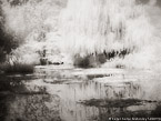 Monets Garden, Giverny France #YNG-516.  Infrared Photograph,  Stretched and Gallery Wrapped, Limited Edition Archival Print on Canvas:  56 x 40 inches, $1590.  Custom Proportions and Sizes are Available.  For more information or to order please visit our ABOUT page or call us at 561-691-1110.
