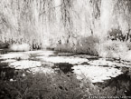 Monets Garden, Giverny France #YNG-529.  Infrared Photograph,  Stretched and Gallery Wrapped, Limited Edition Archival Print on Canvas:  56 x 40 inches, $1590.  Custom Proportions and Sizes are Available.  For more information or to order please visit our ABOUT page or call us at 561-691-1110.