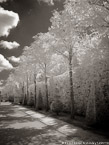 Versailles , Paris France #YNG-571.  Infrared Photograph,  Stretched and Gallery Wrapped, Limited Edition Archival Print on Canvas:  40 x 56 inches, $1590.  Custom Proportions and Sizes are Available.  For more information or to order please visit our ABOUT page or call us at 561-691-1110.
