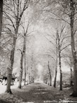 Versailles , Paris France #YNG-572.  Infrared Photograph,  Stretched and Gallery Wrapped, Limited Edition Archival Print on Canvas:  40 x 56 inches, $1590.  Custom Proportions and Sizes are Available.  For more information or to order please visit our ABOUT page or call us at 561-691-1110.