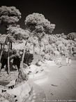 Guell Park, Barcelona Spain #YNG-578.  Infrared Photograph,  Stretched and Gallery Wrapped, Limited Edition Archival Print on Canvas:  40 x 56 inches, $1590.  Custom Proportions and Sizes are Available.  For more information or to order please visit our ABOUT page or call us at 561-691-1110.