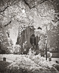 Central Park, New York #YNG-736.  Infrared Photograph,  Stretched and Gallery Wrapped, Limited Edition Archival Print on Canvas:  40 x 50 inches, $1560.  Custom Proportions and Sizes are Available.  For more information or to order please visit our ABOUT page or call us at 561-691-1110.