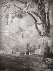 Central Park, New York #YNG-749.  Infrared Photograph,  Stretched and Gallery Wrapped, Limited Edition Archival Print on Canvas:  40 x 56 inches, $1590.  Custom Proportions and Sizes are Available.  For more information or to order please visit our ABOUT page or call us at 561-691-1110.