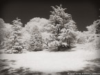Central Park, New York #YNG-751.  Infrared Photograph,  Stretched and Gallery Wrapped, Limited Edition Archival Print on Canvas:  56 x 40 inches, $1590.  Custom Proportions and Sizes are Available.  For more information or to order please visit our ABOUT page or call us at 561-691-1110.
