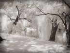 Central Park, New York #YNG-754.  Infrared Photograph,  Stretched and Gallery Wrapped, Limited Edition Archival Print on Canvas:  56 x 40 inches, $1590.  Custom Proportions and Sizes are Available.  For more information or to order please visit our ABOUT page or call us at 561-691-1110.