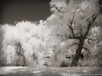 Central Park, New York #YNG-758.  Infrared Photograph,  Stretched and Gallery Wrapped, Limited Edition Archival Print on Canvas:  56 x 40 inches, $1590.  Custom Proportions and Sizes are Available.  For more information or to order please visit our ABOUT page or call us at 561-691-1110.