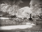 Central Park, New York #YNG-767.  Infrared Photograph,  Stretched and Gallery Wrapped, Limited Edition Archival Print on Canvas:  56 x 40 inches, $1590.  Custom Proportions and Sizes are Available.  For more information or to order please visit our ABOUT page or call us at 561-691-1110.