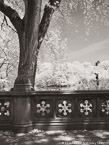 Central Park, New York #YNG-776.  Infrared Photograph,  Stretched and Gallery Wrapped, Limited Edition Archival Print on Canvas:  40 x 56 inches, $1590.  Custom Proportions and Sizes are Available.  For more information or to order please visit our ABOUT page or call us at 561-691-1110.