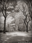 Central Park, New York #YNG-814.  Infrared Photograph,  Stretched and Gallery Wrapped, Limited Edition Archival Print on Canvas:  40 x 56 inches, $1590.  Custom Proportions and Sizes are Available.  For more information or to order please visit our ABOUT page or call us at 561-691-1110.