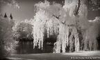 Central Park, New York #YNG-825.  Infrared Photograph,  Stretched and Gallery Wrapped, Limited Edition Archival Print on Canvas:  68 x 40 inches, $1620.  Custom Proportions and Sizes are Available.  For more information or to order please visit our ABOUT page or call us at 561-691-1110.