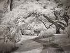 Tropical Garden, Palm Beach #YNG-836.  Infrared Photograph,  Stretched and Gallery Wrapped, Limited Edition Archival Print on Canvas:  56 x 40 inches, $1590.  Custom Proportions and Sizes are Available.  For more information or to order please visit our ABOUT page or call us at 561-691-1110.