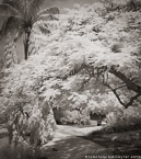 Tropical Garden, Palm Beach #YNG-837.  Infrared Photograph,  Stretched and Gallery Wrapped, Limited Edition Archival Print on Canvas:  40 x 44 inches, $1530.  Custom Proportions and Sizes are Available.  For more information or to order please visit our ABOUT page or call us at 561-691-1110.