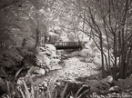 Tropical Garden, Palm Beach #YNG-841.  Infrared Photograph,  Stretched and Gallery Wrapped, Limited Edition Archival Print on Canvas:  56 x 40 inches, $1590.  Custom Proportions and Sizes are Available.  For more information or to order please visit our ABOUT page or call us at 561-691-1110.