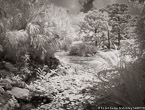 Tropical Garden, Palm Beach #YNG-842.  Infrared Photograph,  Stretched and Gallery Wrapped, Limited Edition Archival Print on Canvas:  56 x 40 inches, $1590.  Custom Proportions and Sizes are Available.  For more information or to order please visit our ABOUT page or call us at 561-691-1110.