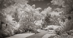 Tropical Garden, Palm Beach #YNG-843.  Infrared Photograph,  Stretched and Gallery Wrapped, Limited Edition Archival Print on Canvas:  68 x 36 inches, $1620.  Custom Proportions and Sizes are Available.  For more information or to order please visit our ABOUT page or call us at 561-691-1110.
