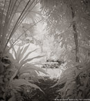 Tropical Garden, Palm Beach #YNG-845.  Infrared Photograph,  Stretched and Gallery Wrapped, Limited Edition Archival Print on Canvas:  40 x 44 inches, $1530.  Custom Proportions and Sizes are Available.  For more information or to order please visit our ABOUT page or call us at 561-691-1110.
