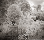 Garden , Positano Italy #YNG-846.  Infrared Photograph,  Stretched and Gallery Wrapped, Limited Edition Archival Print on Canvas:  40 x 44 inches, $1530.  Custom Proportions and Sizes are Available.  For more information or to order please visit our ABOUT page or call us at 561-691-1110.