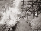 Garden , Positano Italy #YNG-847.  Infrared Photograph,  Stretched and Gallery Wrapped, Limited Edition Archival Print on Canvas:  56 x 40 inches, $1590.  Custom Proportions and Sizes are Available.  For more information or to order please visit our ABOUT page or call us at 561-691-1110.