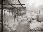 Garden , Positano Italy #YNG-849.  Infrared Photograph,  Stretched and Gallery Wrapped, Limited Edition Archival Print on Canvas:  56 x 40 inches, $1590.  Custom Proportions and Sizes are Available.  For more information or to order please visit our ABOUT page or call us at 561-691-1110.