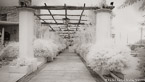 Garden Walkway, Ravello Italy #YNG-853.  Infrared Photograph,  Stretched and Gallery Wrapped, Limited Edition Archival Print on Canvas:  72 x 40 inches, $1620.  Custom Proportions and Sizes are Available.  For more information or to order please visit our ABOUT page or call us at 561-691-1110.