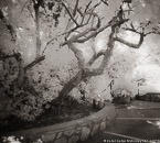Garden , Capri Italy #YNG-867.  Infrared Photograph,  Stretched and Gallery Wrapped, Limited Edition Archival Print on Canvas:  48 x 44 inches, $1530.  Custom Proportions and Sizes are Available.  For more information or to order please visit our ABOUT page or call us at 561-691-1110.