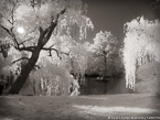 Central Park, New York #YNL-037.   Photograph,  Stretched and Gallery Wrapped, Limited Edition Archival Print on Canvas:  56 x 40 inches, $1590.  Custom Proportions and Sizes are Available.  For more information or to order please visit our ABOUT page or call us at 561-691-1110.