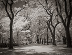 Central Park, New York #YNL-038.  Infrared Photograph,  Stretched and Gallery Wrapped, Limited Edition Archival Print on Canvas:  50 x 40 inches, $1560.  Custom Proportions and Sizes are Available.  For more information or to order please visit our ABOUT page or call us at 561-691-1110.