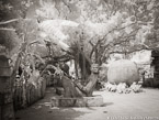 Tropical Garden, Palm Beach #YNG-183.  Infrared Photograph,  Stretched and Gallery Wrapped, Limited Edition Archival Print on Canvas:  56 x 40 inches, $1590.  Custom Proportions and Sizes are Available.  For more information or to order please visit our ABOUT page or call us at 561-691-1110.
