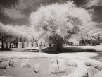 Tropical Garden, Miami  #YNG-189.  Infrared Photograph,  Stretched and Gallery Wrapped, Limited Edition Archival Print on Canvas:  56 x 40 inches, $1590.  Custom Proportions and Sizes are Available.  For more information or to order please visit our ABOUT page or call us at 561-691-1110.