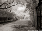 Tropical Garden, Miami  #YNG-192.  Infrared Photograph,  Stretched and Gallery Wrapped, Limited Edition Archival Print on Canvas:  56 x 40 inches, $1590.  Custom Proportions and Sizes are Available.  For more information or to order please visit our ABOUT page or call us at 561-691-1110.