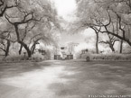 Tropical Garden, Miami  #YNG-199.  Infrared Photograph,  Stretched and Gallery Wrapped, Limited Edition Archival Print on Canvas:  56 x 40 inches, $1590.  Custom Proportions and Sizes are Available.  For more information or to order please visit our ABOUT page or call us at 561-691-1110.