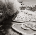 Tropical Garden, Miami  #YNG-202.  Infrared Photograph,  Stretched and Gallery Wrapped, Limited Edition Archival Print on Canvas:  40 x 44 inches, $1530.  Custom Proportions and Sizes are Available.  For more information or to order please visit our ABOUT page or call us at 561-691-1110.