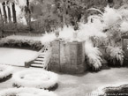 Tropical Garden, Miami  #YNG-206.  Infrared Photograph,  Stretched and Gallery Wrapped, Limited Edition Archival Print on Canvas:  56 x 40 inches, $1590.  Custom Proportions and Sizes are Available.  For more information or to order please visit our ABOUT page or call us at 561-691-1110.