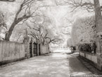 Tropical Garden, Miami  #YNG-226.  Infrared Photograph,  Stretched and Gallery Wrapped, Limited Edition Archival Print on Canvas:  56 x 40 inches, $1590.  Custom Proportions and Sizes are Available.  For more information or to order please visit our ABOUT page or call us at 561-691-1110.
