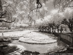 Tropical Garden, Miami  #YNG-229.  Infrared Photograph,  Stretched and Gallery Wrapped, Limited Edition Archival Print on Canvas:  56 x 40 inches, $1590.  Custom Proportions and Sizes are Available.  For more information or to order please visit our ABOUT page or call us at 561-691-1110.
