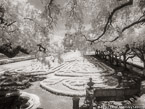 Tropical Garden, Miami  #YNG-235.  Infrared Photograph,  Stretched and Gallery Wrapped, Limited Edition Archival Print on Canvas:  56 x 40 inches, $1590.  Custom Proportions and Sizes are Available.  For more information or to order please visit our ABOUT page or call us at 561-691-1110.