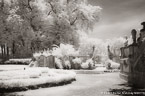 Tropical Garden, Miami  #YNG-241.  Infrared Photograph,  Stretched and Gallery Wrapped, Limited Edition Archival Print on Canvas:  68 x 40 inches, $1620.  Custom Proportions and Sizes are Available.  For more information or to order please visit our ABOUT page or call us at 561-691-1110.