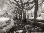 Tropical Garden, Miami  #YNG-249.  Infrared Photograph,  Stretched and Gallery Wrapped, Limited Edition Archival Print on Canvas:  56 x 40 inches, $1590.  Custom Proportions and Sizes are Available.  For more information or to order please visit our ABOUT page or call us at 561-691-1110.