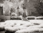 Tropical Garden, Miami  #YNG-253.  Infrared Photograph,  Stretched and Gallery Wrapped, Limited Edition Archival Print on Canvas:  56 x 40 inches, $1590.  Custom Proportions and Sizes are Available.  For more information or to order please visit our ABOUT page or call us at 561-691-1110.