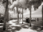 Tropical Garden, Miami  #YNG-265.  Infrared Photograph,  Stretched and Gallery Wrapped, Limited Edition Archival Print on Canvas:  56 x 40 inches, $1590.  Custom Proportions and Sizes are Available.  For more information or to order please visit our ABOUT page or call us at 561-691-1110.