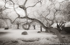 Tropical Garden, Miami  #YNG-269.  Infrared Photograph,  Stretched and Gallery Wrapped, Limited Edition Archival Print on Canvas:  60 x 40 inches, $1590.  Custom Proportions and Sizes are Available.  For more information or to order please visit our ABOUT page or call us at 561-691-1110.