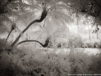 Tropical Garden, Miami  #YNG-271.  Infrared Photograph,  Stretched and Gallery Wrapped, Limited Edition Archival Print on Canvas:  56 x 40 inches, $1590.  Custom Proportions and Sizes are Available.  For more information or to order please visit our ABOUT page or call us at 561-691-1110.