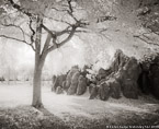 Tropical Garden, Miami  #YNG-273.  Infrared Photograph,  Stretched and Gallery Wrapped, Limited Edition Archival Print on Canvas:  48 x 40 inches, $1560.  Custom Proportions and Sizes are Available.  For more information or to order please visit our ABOUT page or call us at 561-691-1110.
