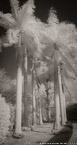 Tropical Garden, Miami  #YNG-274.  Infrared Photograph,  Stretched and Gallery Wrapped, Limited Edition Archival Print on Canvas:  36 x 68 inches, $1620.  Custom Proportions and Sizes are Available.  For more information or to order please visit our ABOUT page or call us at 561-691-1110.