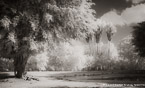 Tropical Garden, Miami  #YNG-279.  Infrared Photograph,  Stretched and Gallery Wrapped, Limited Edition Archival Print on Canvas:  68 x 40 inches, $1620.  Custom Proportions and Sizes are Available.  For more information or to order please visit our ABOUT page or call us at 561-691-1110.