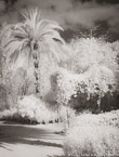 Tropical Garden, Palm Beach #YNG-281.  Infrared Photograph,  Stretched and Gallery Wrapped, Limited Edition Archival Print on Canvas:  40 x 56 inches, $1590.  Custom Proportions and Sizes are Available.  For more information or to order please visit our ABOUT page or call us at 561-691-1110.