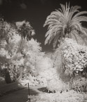 Tropical Garden, Palm Beach #YNG-282.  Infrared Photograph,  Stretched and Gallery Wrapped, Limited Edition Archival Print on Canvas:  40 x 48 inches, $1560.  Custom Proportions and Sizes are Available.  For more information or to order please visit our ABOUT page or call us at 561-691-1110.